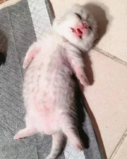 Sticker from мяу мяу кить