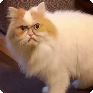 Sticker from FunnyCats