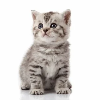 🐈‍⬛ emoji Кисики Telegram sticker 15 of 31