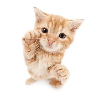 🐈 emoji Кисики Telegram sticker 6 of 31