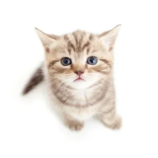 🐈 emoji Кисики Telegram sticker 11 of 31