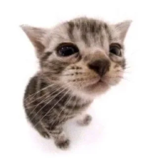 🐈‍⬛ emoji Кисики Telegram sticker 13 of 31