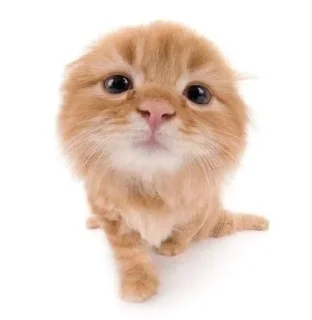🌟 emoji Кисики Telegram sticker 5 of 31