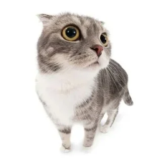 🐈‍⬛ emoji Кисики Telegram sticker 16 of 31