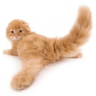 🐈 emoji Кисики Telegram sticker 4 of 31