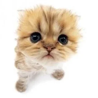 🌟 emoji Кисики Telegram sticker 8 of 31