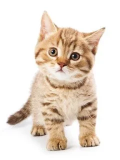 🌟 emoji Кисики Telegram sticker 20 of 31