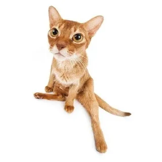 🐈 emoji Кисики Telegram sticker 22 of 31