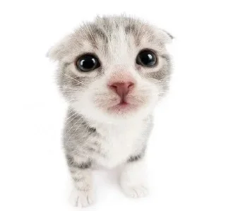 🐈‍⬛ emoji Кисики Telegram sticker 19 of 31