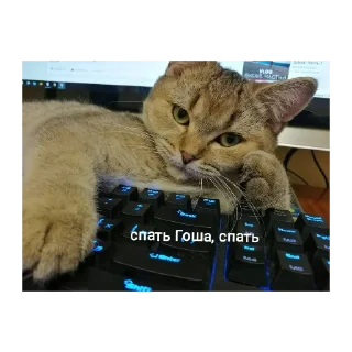 Sticker from |ДЛЯ ЧАТА| @TgEmodziBot