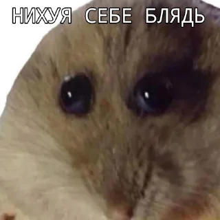Sticker from Randomny meme (+sacabambaspis)