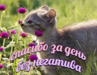 Sticker from favourite