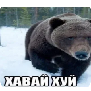 🐶 emoji Здраав классик Telegram sticker 9 of 42