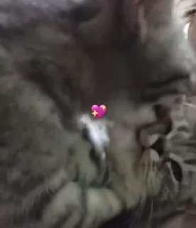 💖 emoji Алискины котики Telegram sticker 7 of 99