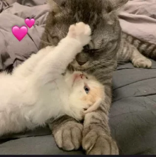 💕 emoji Алискины котики Telegram sticker 22 of 99