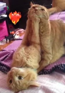 ❤️‍🔥 emoji Алискины котики Telegram sticker 6 of 99