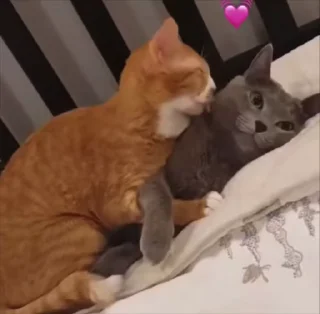 💓 emoji Алискины котики Telegram sticker 8 of 99