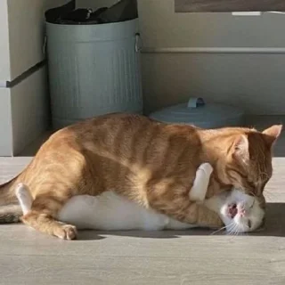 🌟 emoji Алискины котики Telegram sticker 5 of 99