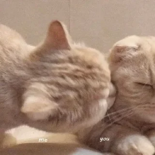 ♥️ emoji Алискины котики Telegram sticker 23 of 99