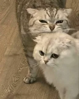 😡 emoji Алискины котики Telegram sticker 21 of 99