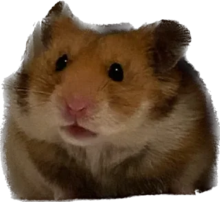 Sticker from буба хомяк 🐹