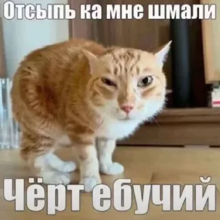 Sticker from БОЛЬШЕ ⇨ @CLOOBHUB МЕМЫ MEMES TG ТГ SPIDERMAN