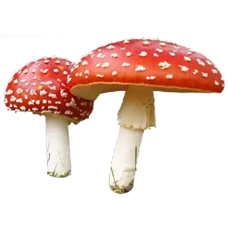 🍄 emoji 🥰🥰🥰 — @stckrRobot Telegram sticker 11 of 40