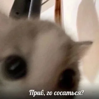 Sticker from Мур мяу <3