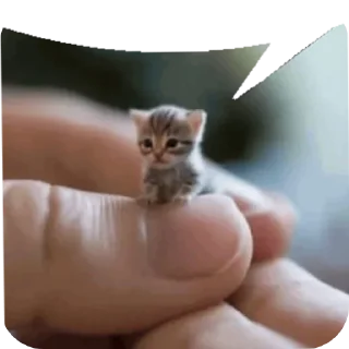 🐱 emoji Лелеле тушканчешье залежье Telegram sticker 10 of 112