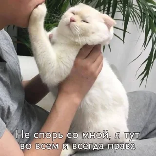 Sticker from Мур мяу <3