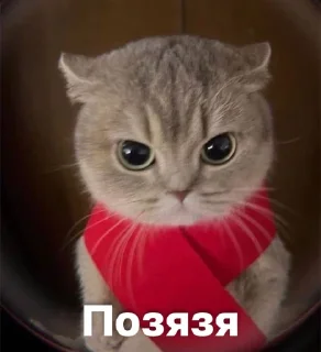 🤩 emoji B) @TgEmodziBot Telegram sticker 3 of 63