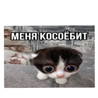 🐱 emoji Котики наркотики Telegram sticker 5 of 86
