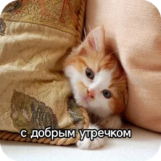 🐱 emoji Котики наркотики Telegram sticker 20 of 86