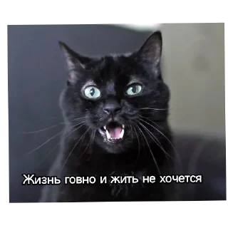 🐱 emoji Котики наркотики Telegram sticker 21 of 86