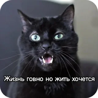 🐱 emoji Котики наркотики Telegram sticker 22 of 86