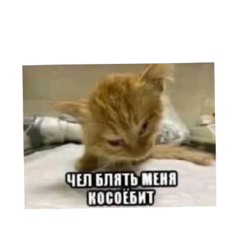 🐱 emoji Котики наркотики Telegram sticker 6 of 86