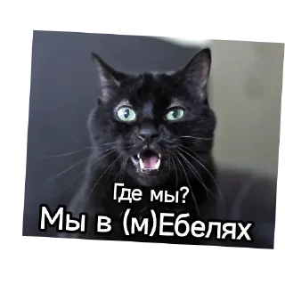 🐱 emoji Котики наркотики Telegram sticker 24 of 86