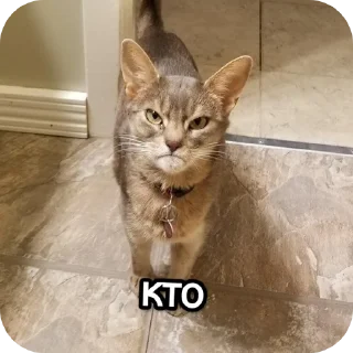 🐱 emoji Котики наркотики Telegram sticker 10 of 86