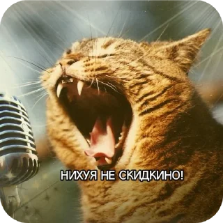 🐱 emoji Котики наркотики Telegram sticker 17 of 86