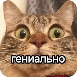 👍 emoji Котики наркотики Telegram sticker 23 of 86