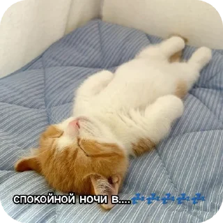 🐱 emoji Котики наркотики Telegram sticker 19 of 86