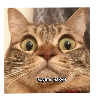 🐱 emoji Котики наркотики Telegram sticker 7 of 86