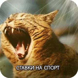 🐱 emoji Котики наркотики Telegram sticker 14 of 86