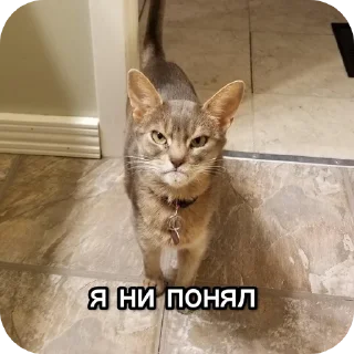 🐱 emoji Котики наркотики Telegram sticker 9 of 86