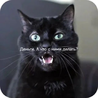 🐱 emoji Котики наркотики Telegram sticker 13 of 86