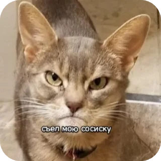 🐱 emoji Котики наркотики Telegram sticker 11 of 86