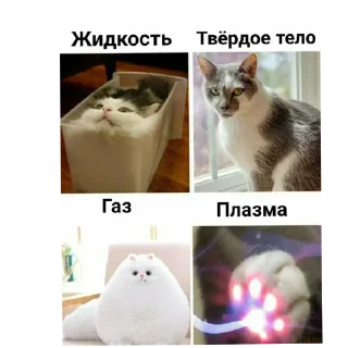 🐱 emoji Котики наркотики Telegram sticker 4 of 86