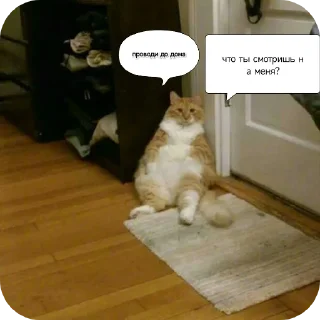🐱 emoji Котики наркотики Telegram sticker 18 of 86