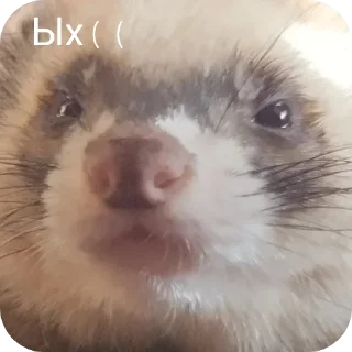 😢 emoji Хорьке & Ferrets Telegram sticker 4 of 37