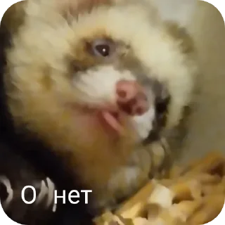 ❓ emoji Хорьке & Ferrets Telegram sticker 14 of 37
